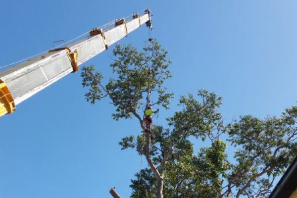 tree-removal-using-crane-2ADCA8D63-0A85-A653-10AE-F730432A7032.jpg