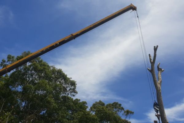 tree-removal-using-crane0171FB24-F250-ED04-962F-29C5DCD1E174.jpg